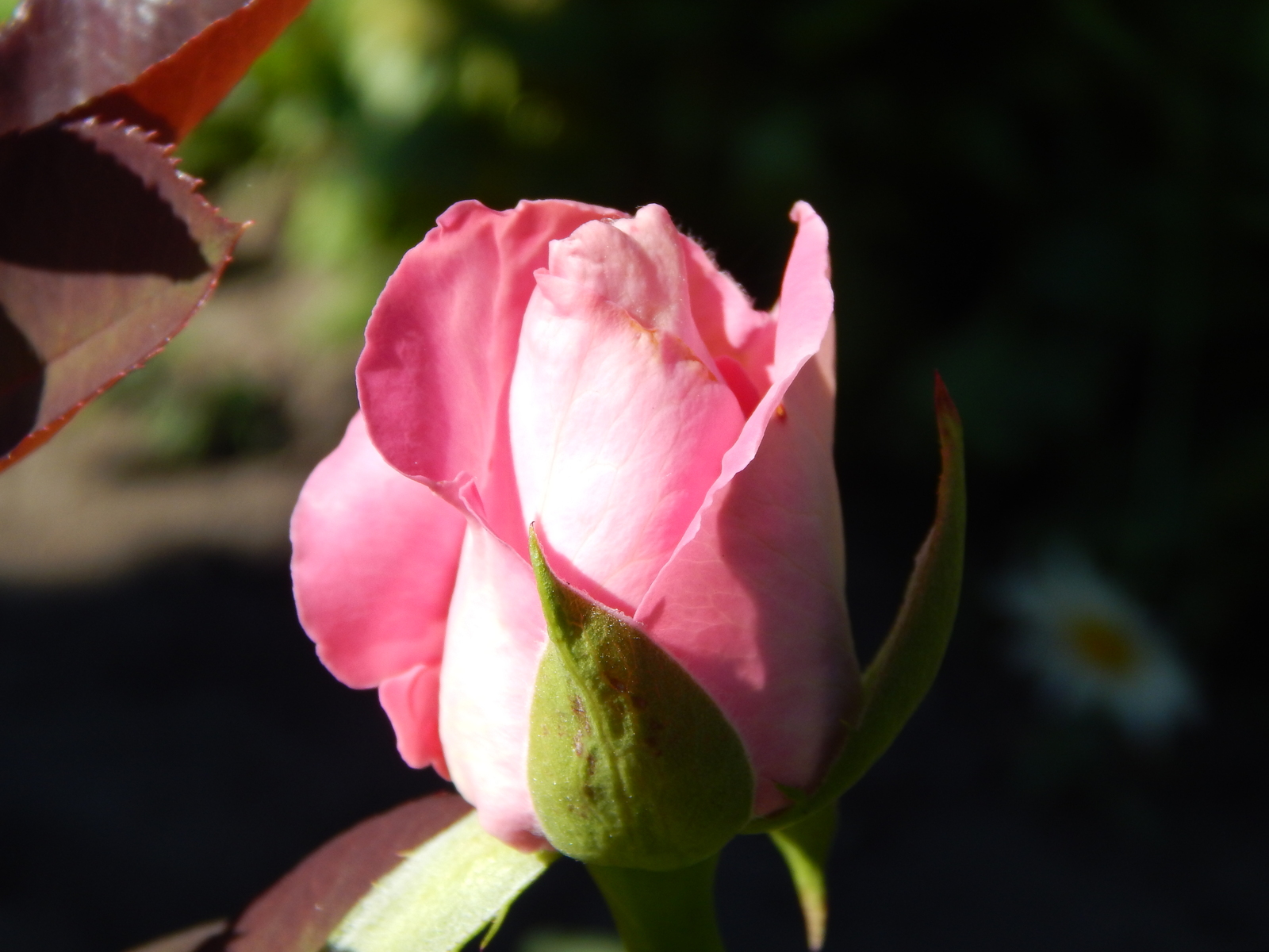 The post of tenderness - My, Nikon, , The photo, Flowers, the Rose