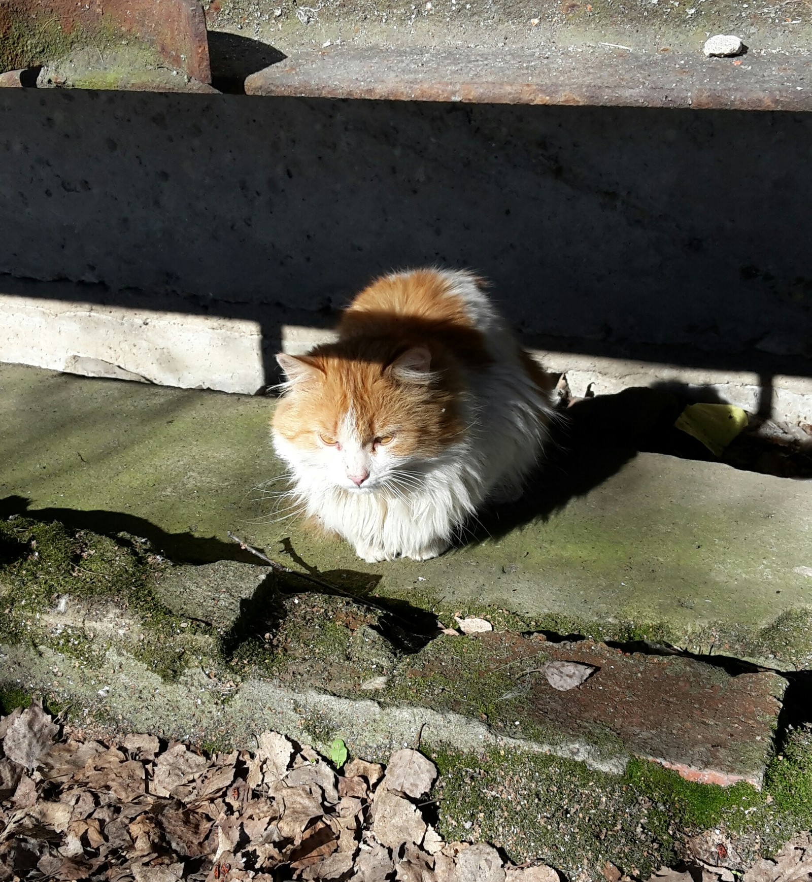 Street cat - My, cat, Morning, The sun, 