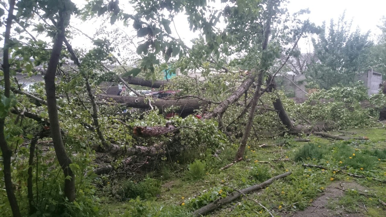 Upper Zolotorozhsky Lane, Moscow - My, Wind, Tree, It's a pity, A pity