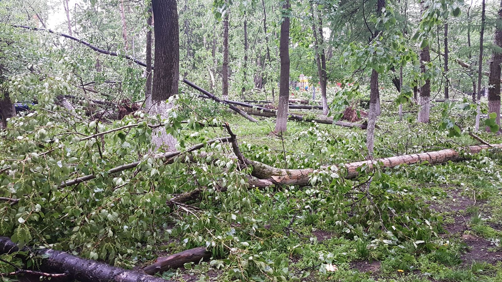 Consequences of a strong wind Moscow 16-20 - My, Wind, Tree, Hurricane, Longpost