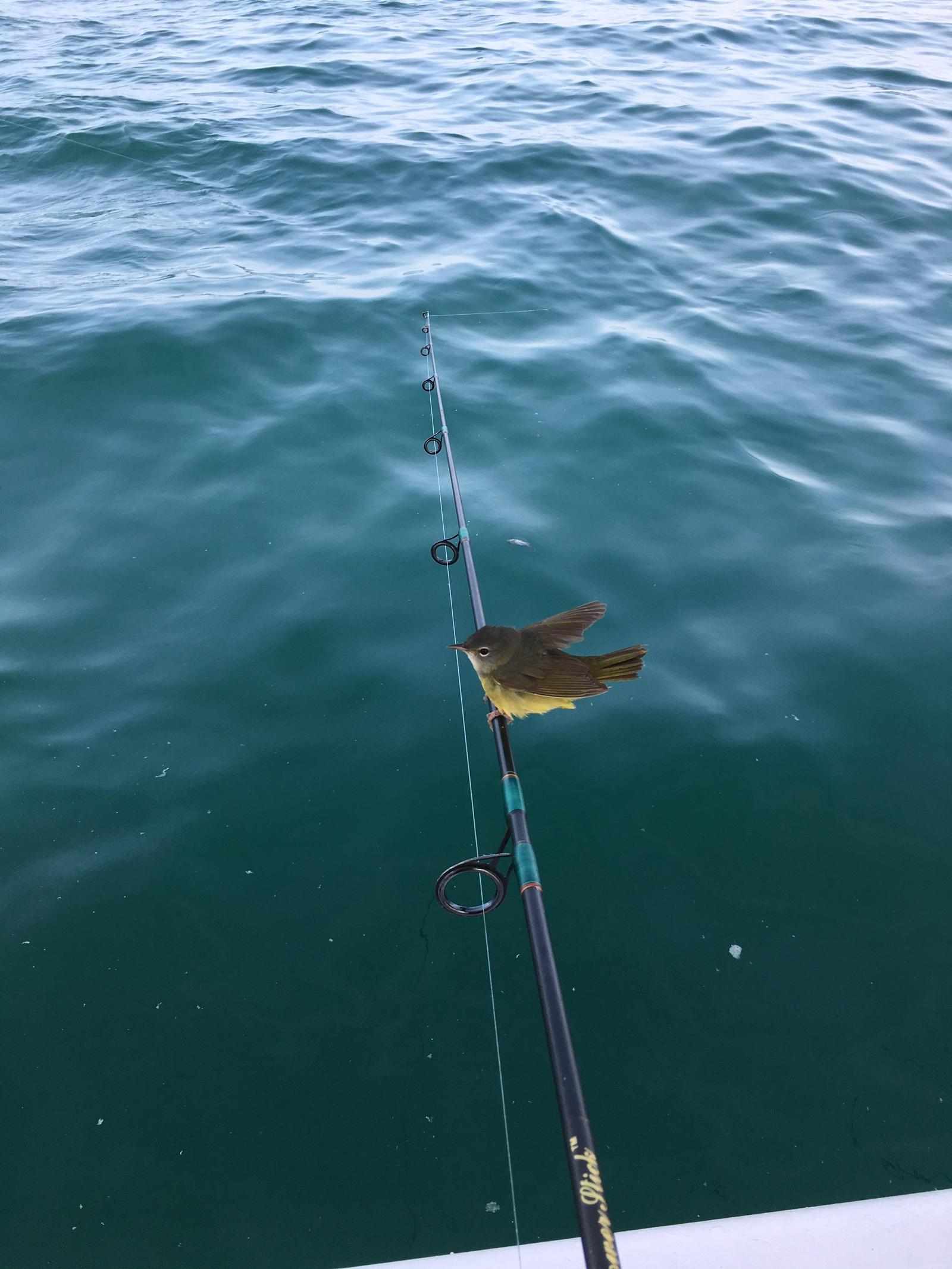 Don't know if it matters but a cute little bird landed on my rod) - Water, Fishing, Birds