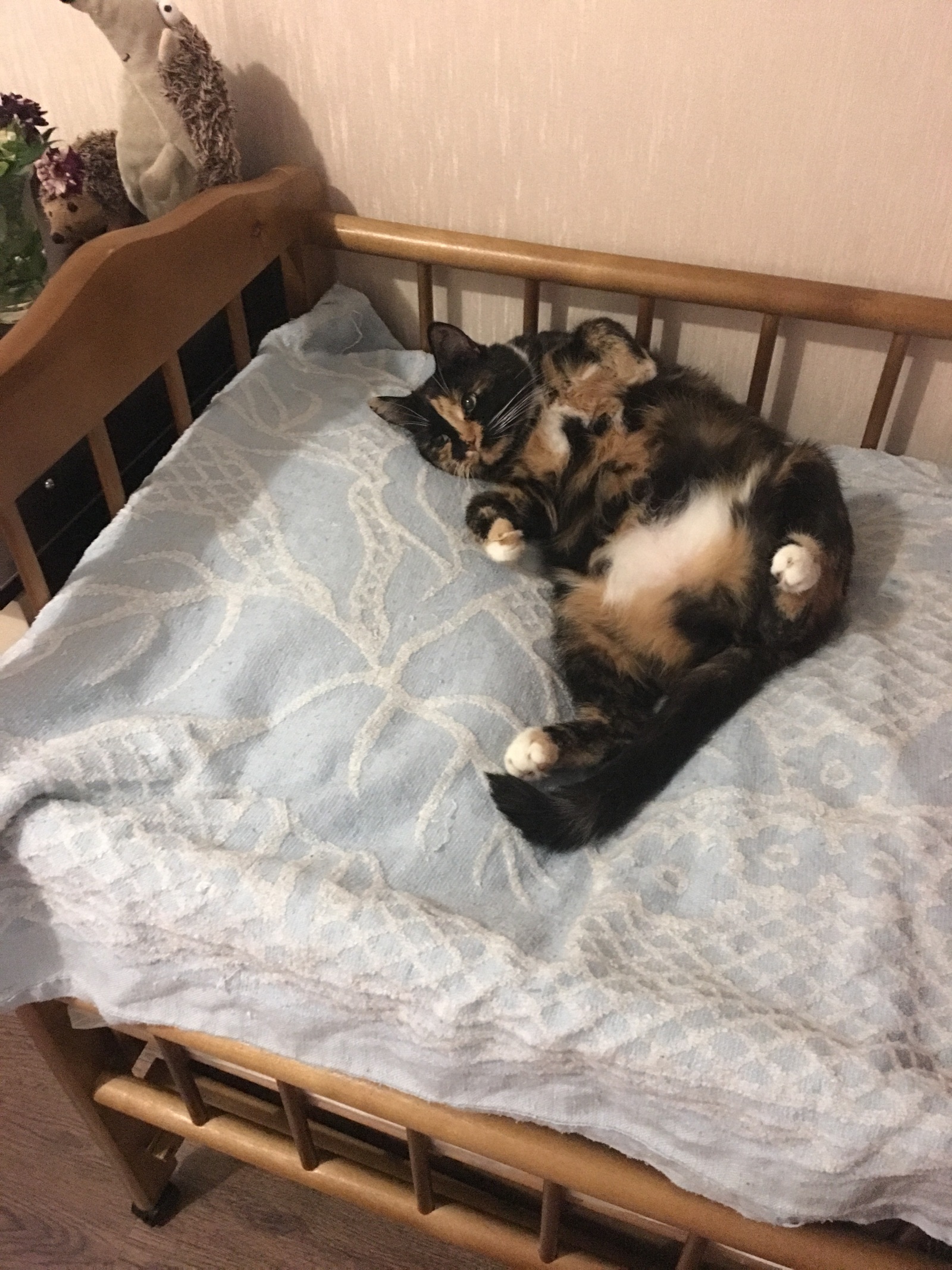 Окрас карпати у кошек. Кот гена. Кот генсухи порода сэм. Карпатская кошка. Карпатская мутация у кошек.