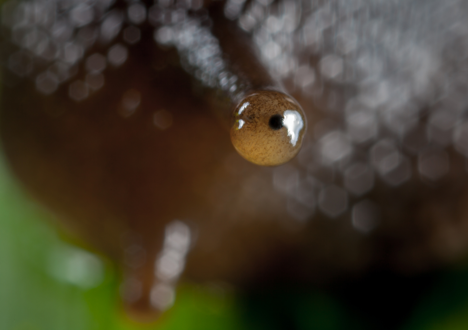 It looks like the eye of an ordinary snail - My, Macro, Snail, Eyes, Macro photography