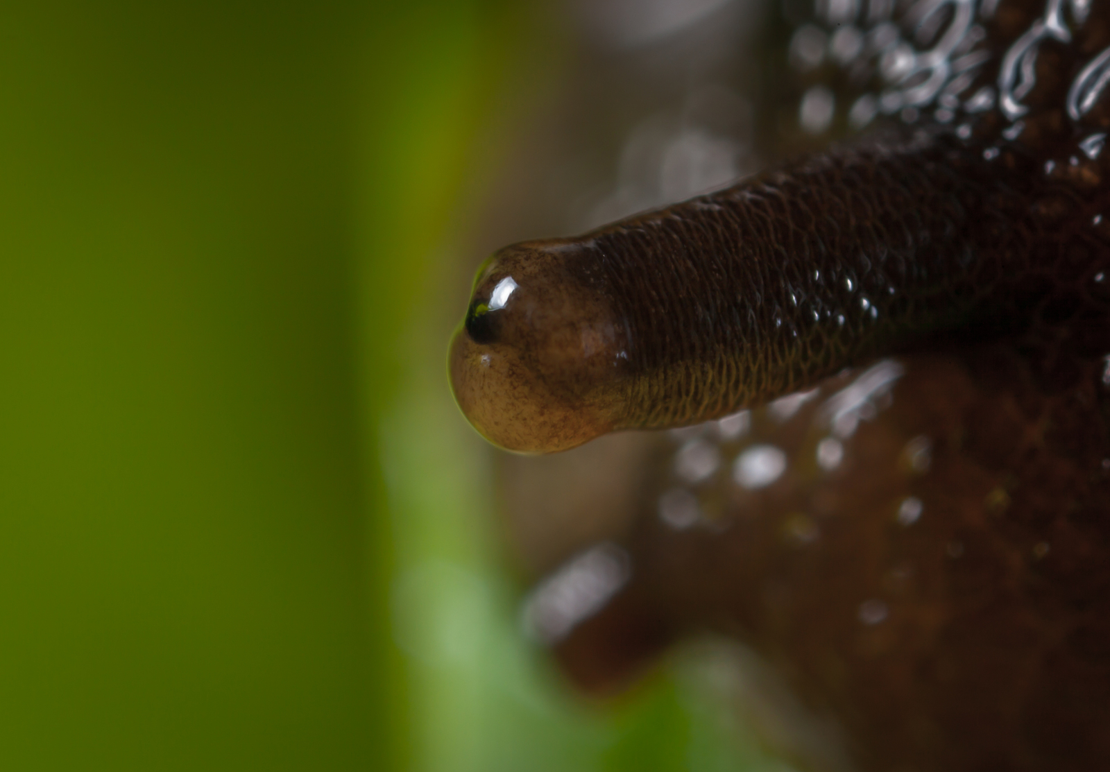 It looks like the eye of an ordinary snail - My, Macro, Snail, Eyes, Macro photography