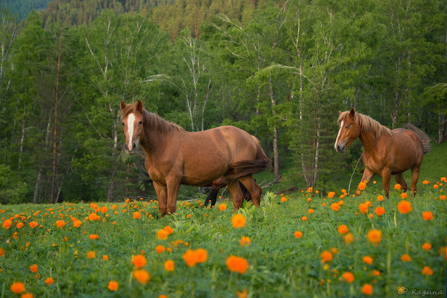 Лошадь фото на природе фото