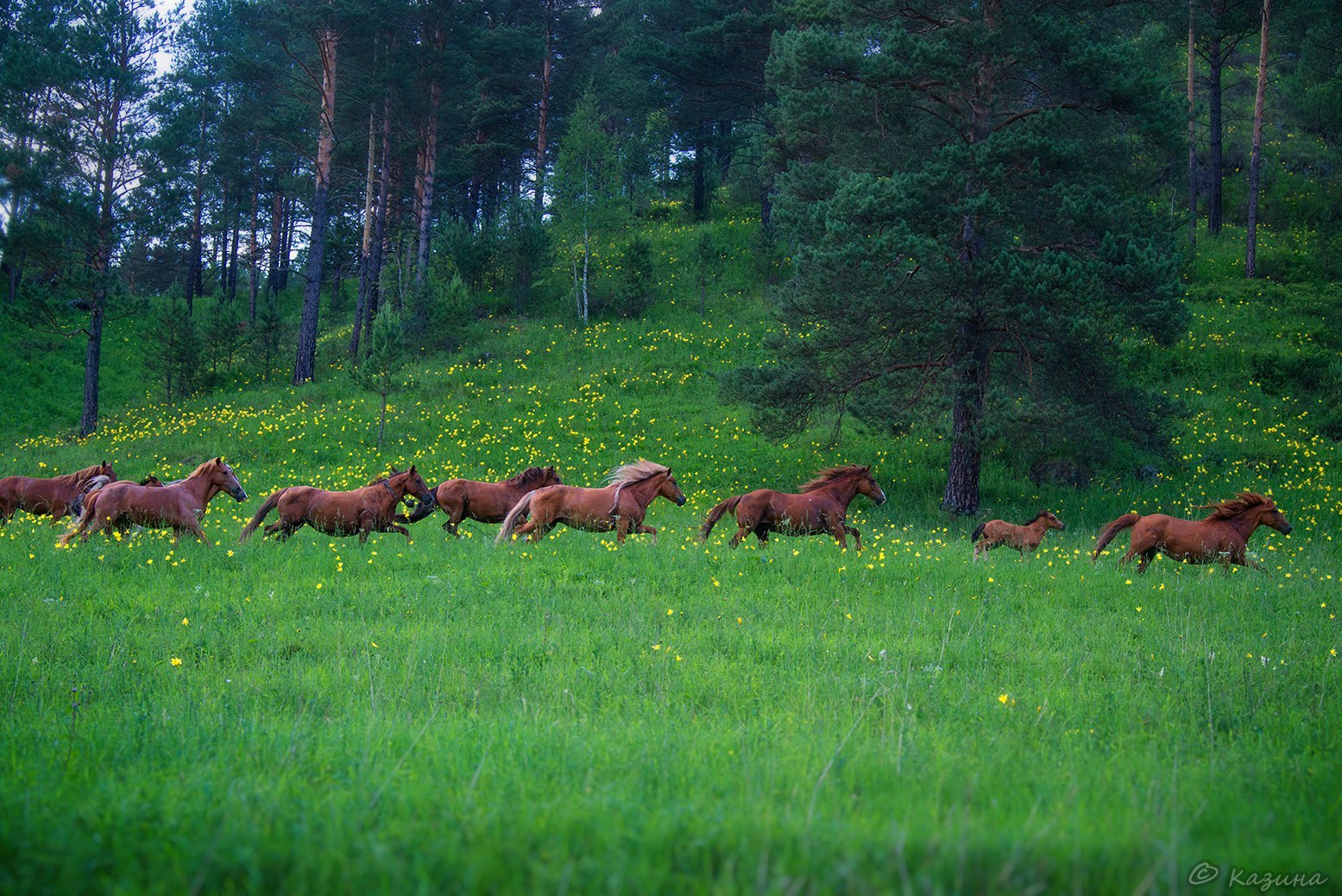 May in Altai - Russia, The photo, Nature, May, Landscape, Gotta go, Svetlana Kazina, Longpost