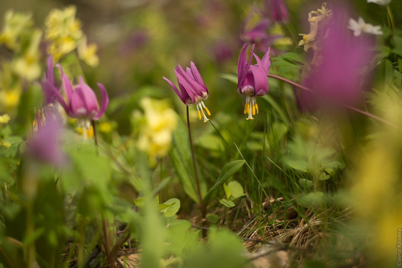 May in Altai - Russia, The photo, Nature, May, Landscape, Gotta go, Svetlana Kazina, Longpost