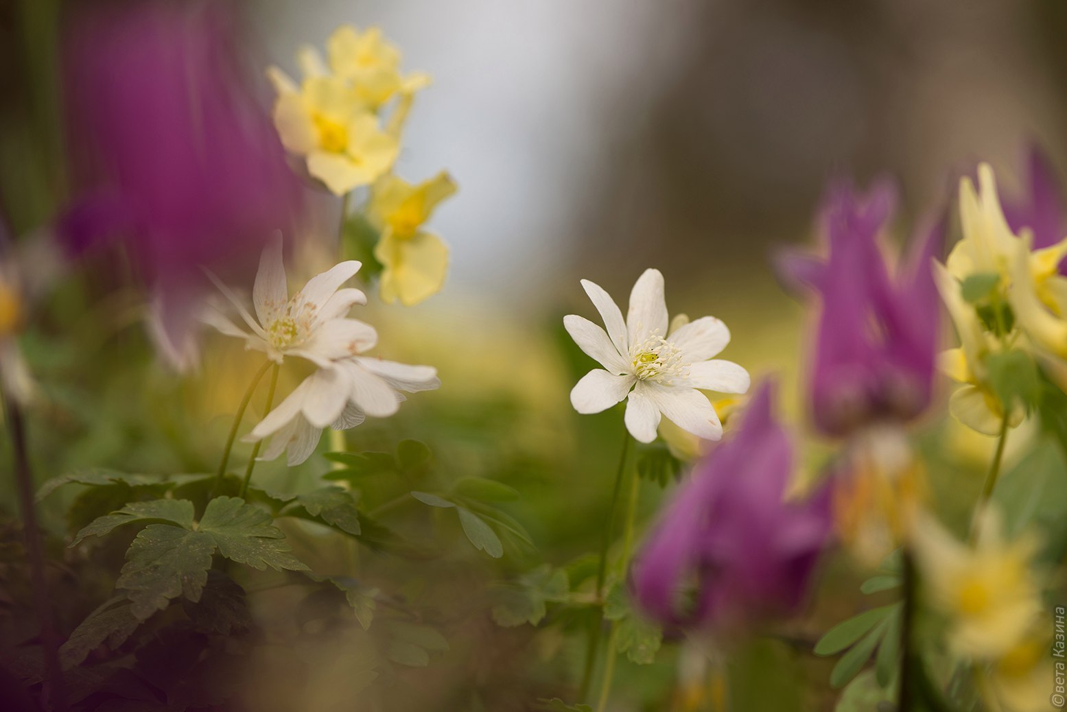 May in Altai - Russia, The photo, Nature, May, Landscape, Gotta go, Svetlana Kazina, Longpost