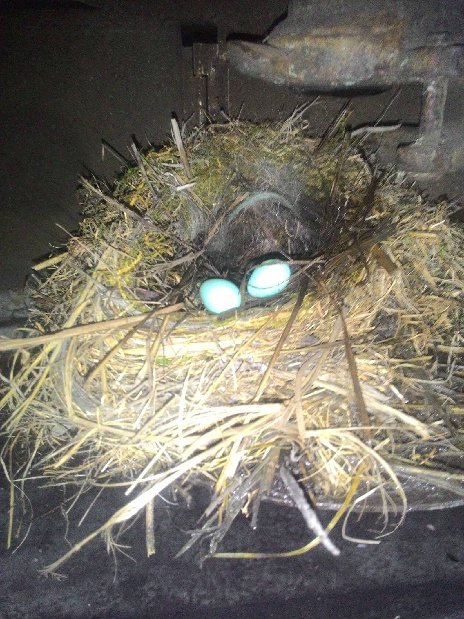 Bird's nest in the car filler neck: - My, Nest, Birds, Railway carriage, Stowaways, The photo, Longpost