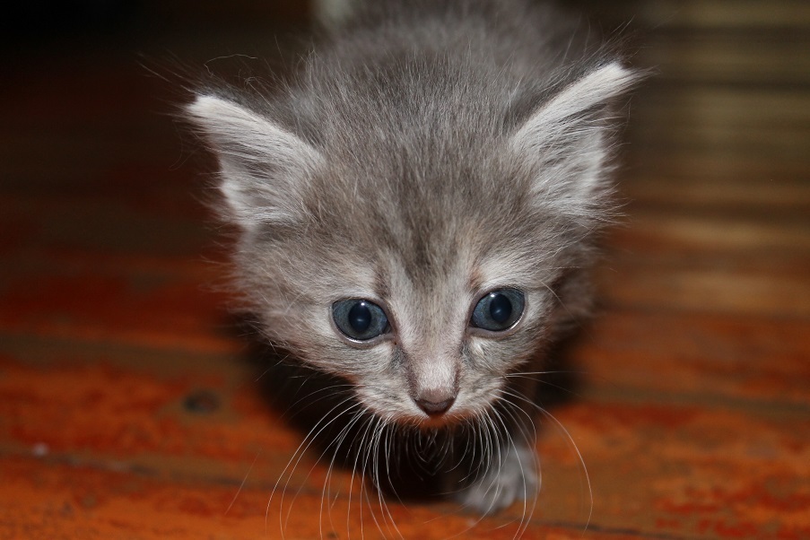 Мой личный Котоленд 78 - Моё, Кот, Приют, Липецк, Помощь, Доброта, Котоленд, Длиннопост, Приют Котоленд