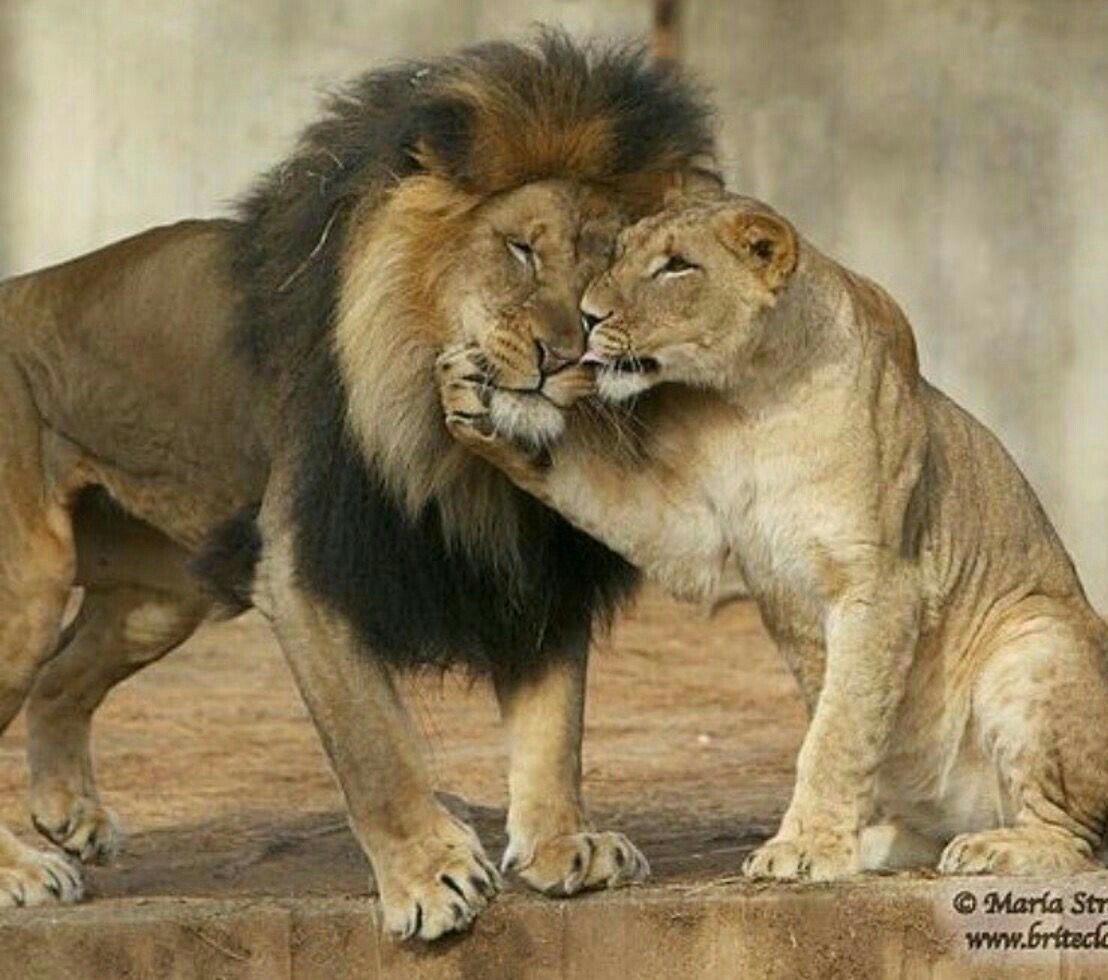 Лев и львица рисунок