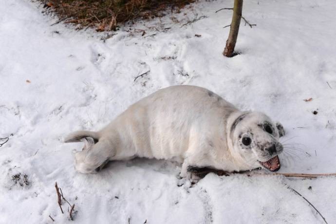 An orphaned seal cub crawled to people for help - My, , Help, Longpost