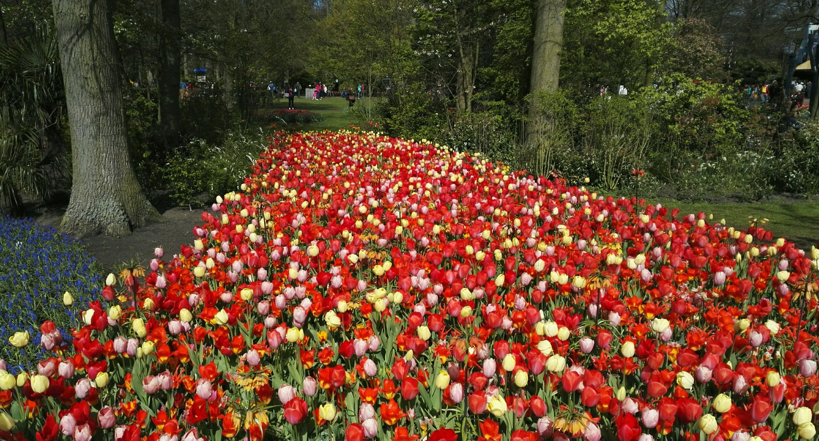 Flower Park Holland 2017 - My, The park, Holland, Longpost, Netherlands (Holland)