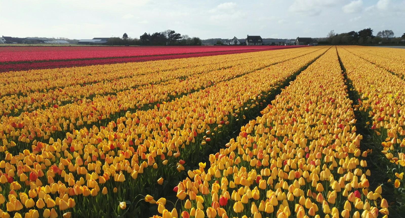 Flower Park Holland 2017 - My, The park, Holland, Longpost, Netherlands (Holland)