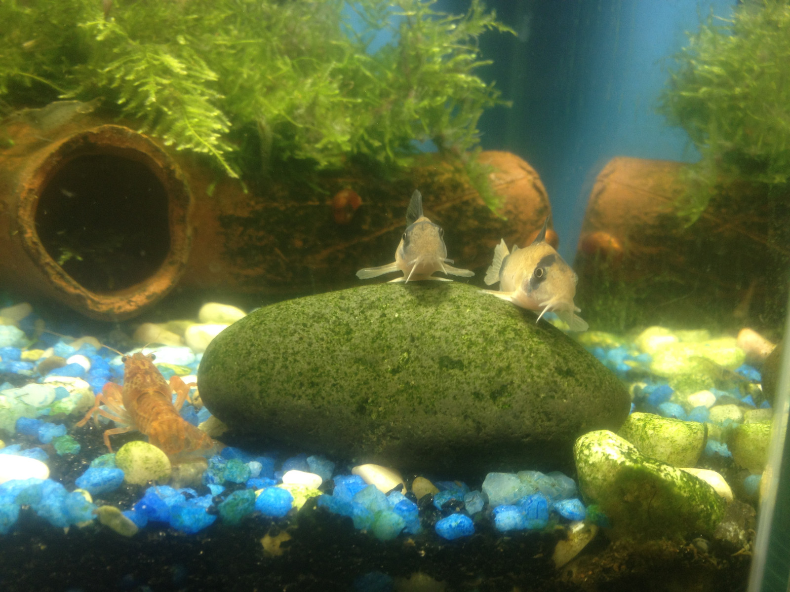 Pandas are resting - My, Catfish, Crayfish, Aquarium, Animals