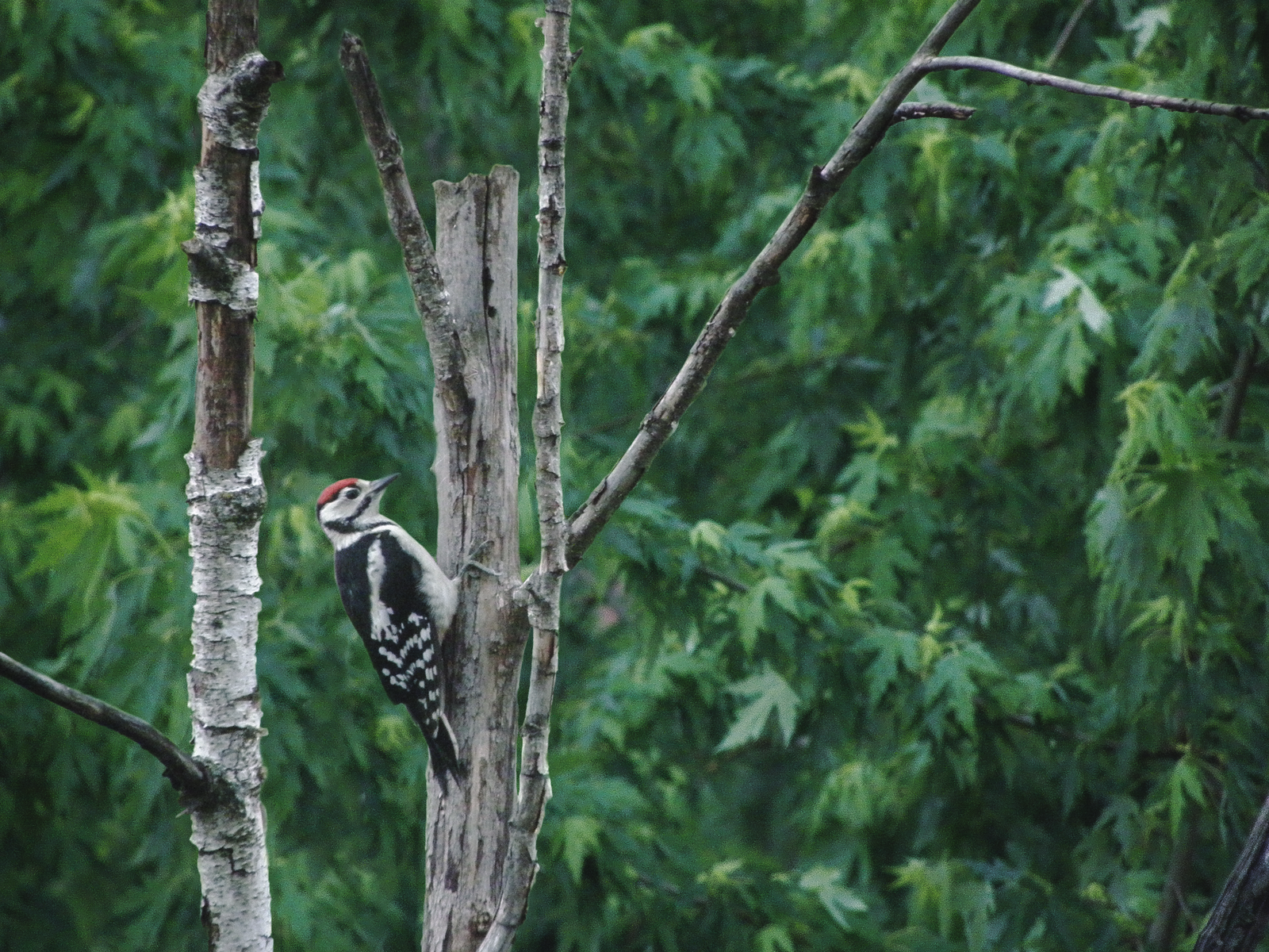 Woodpecker and nothing else - My, Woodpeckers, The photo, 