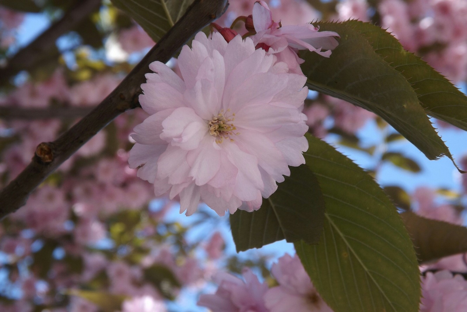 beauty - My, beauty of nature, Spring, Almond, Longpost