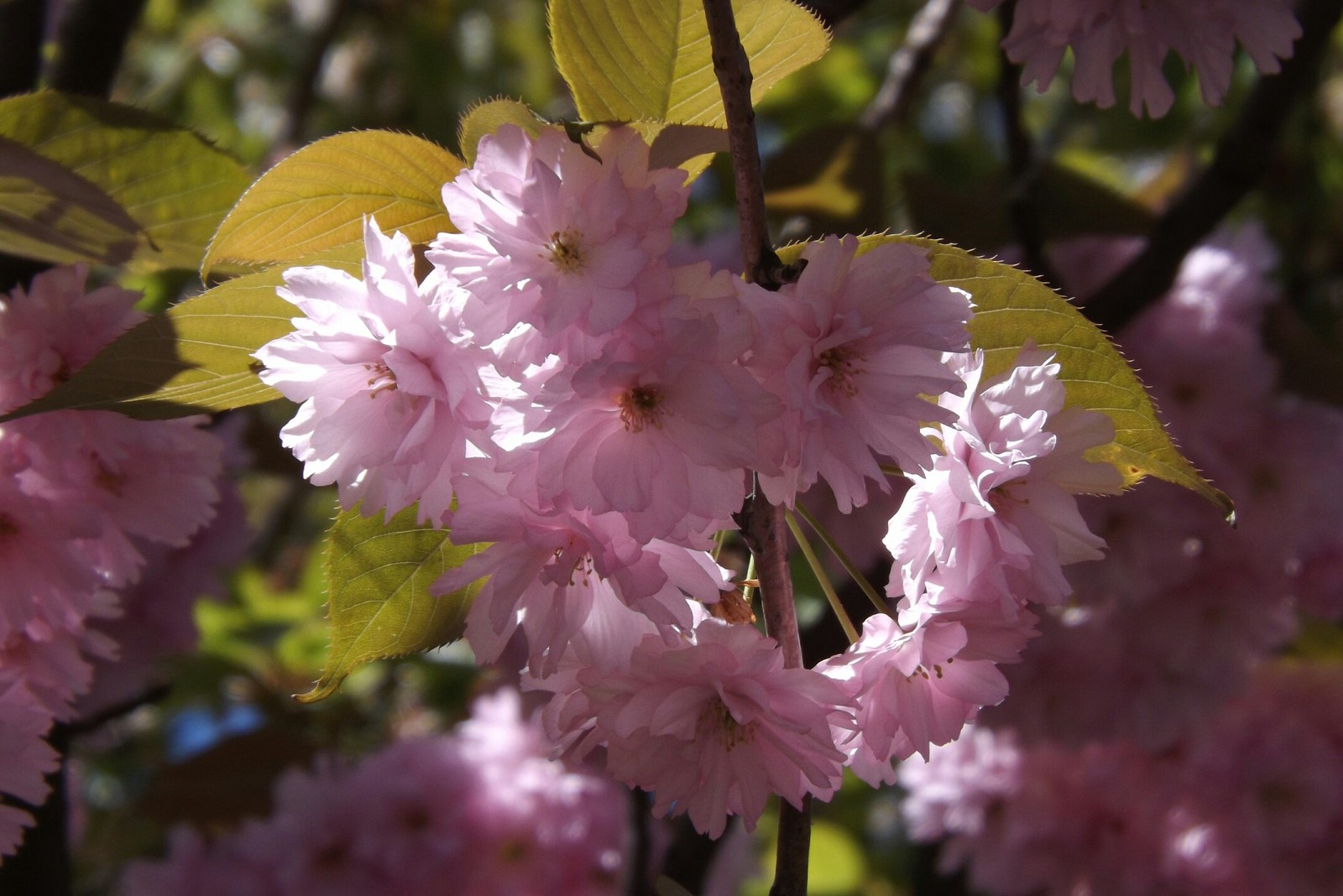 beauty - My, beauty of nature, Spring, Almond, Longpost