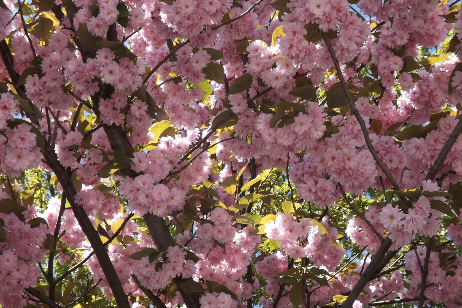 beauty - My, beauty of nature, Spring, Almond, Longpost