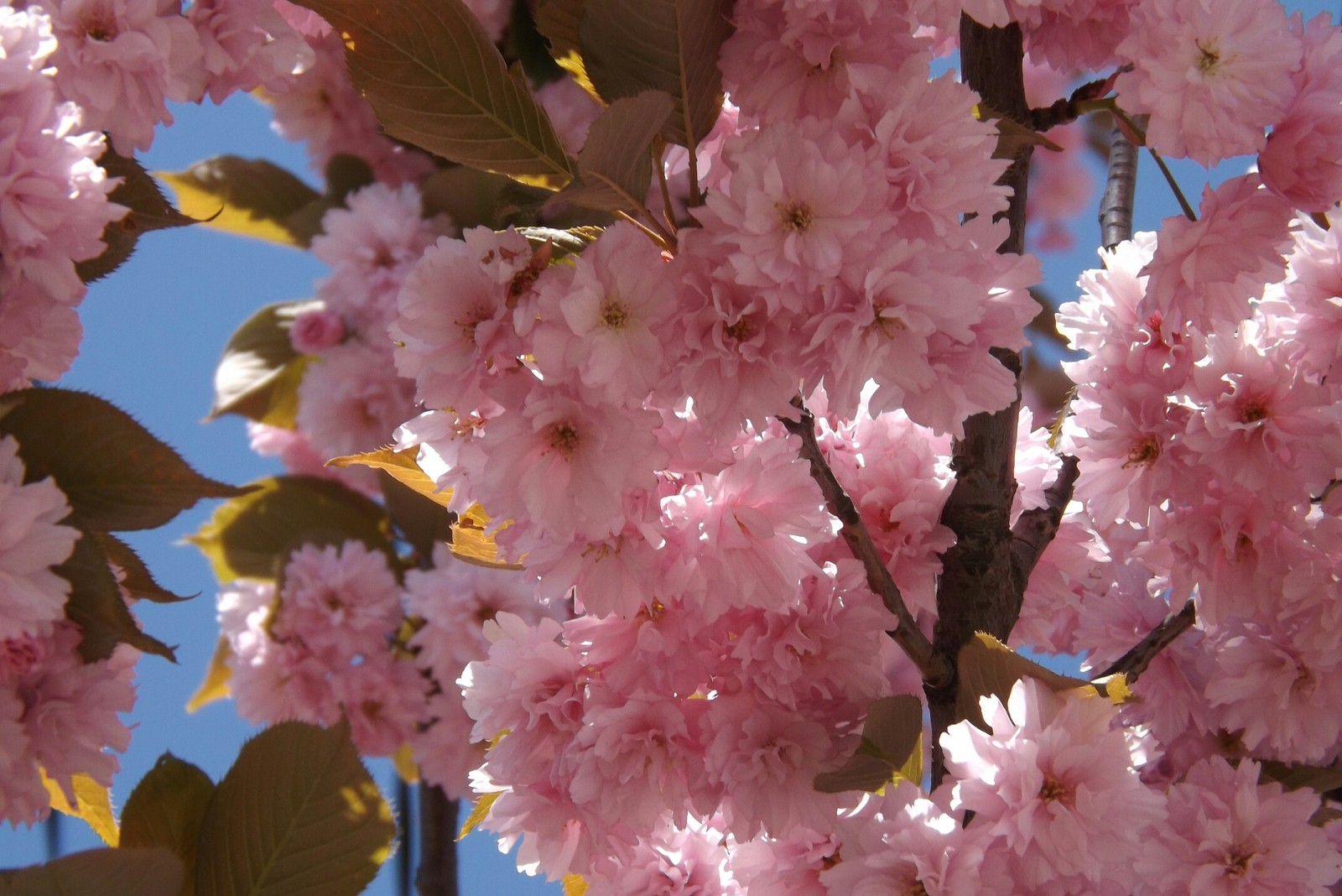 beauty - My, beauty of nature, Spring, Almond, Longpost