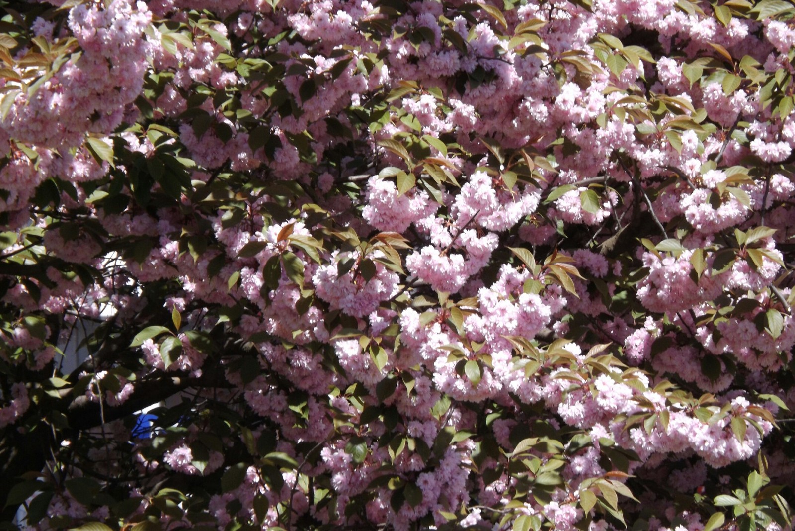 beauty - My, beauty of nature, Spring, Almond, Longpost