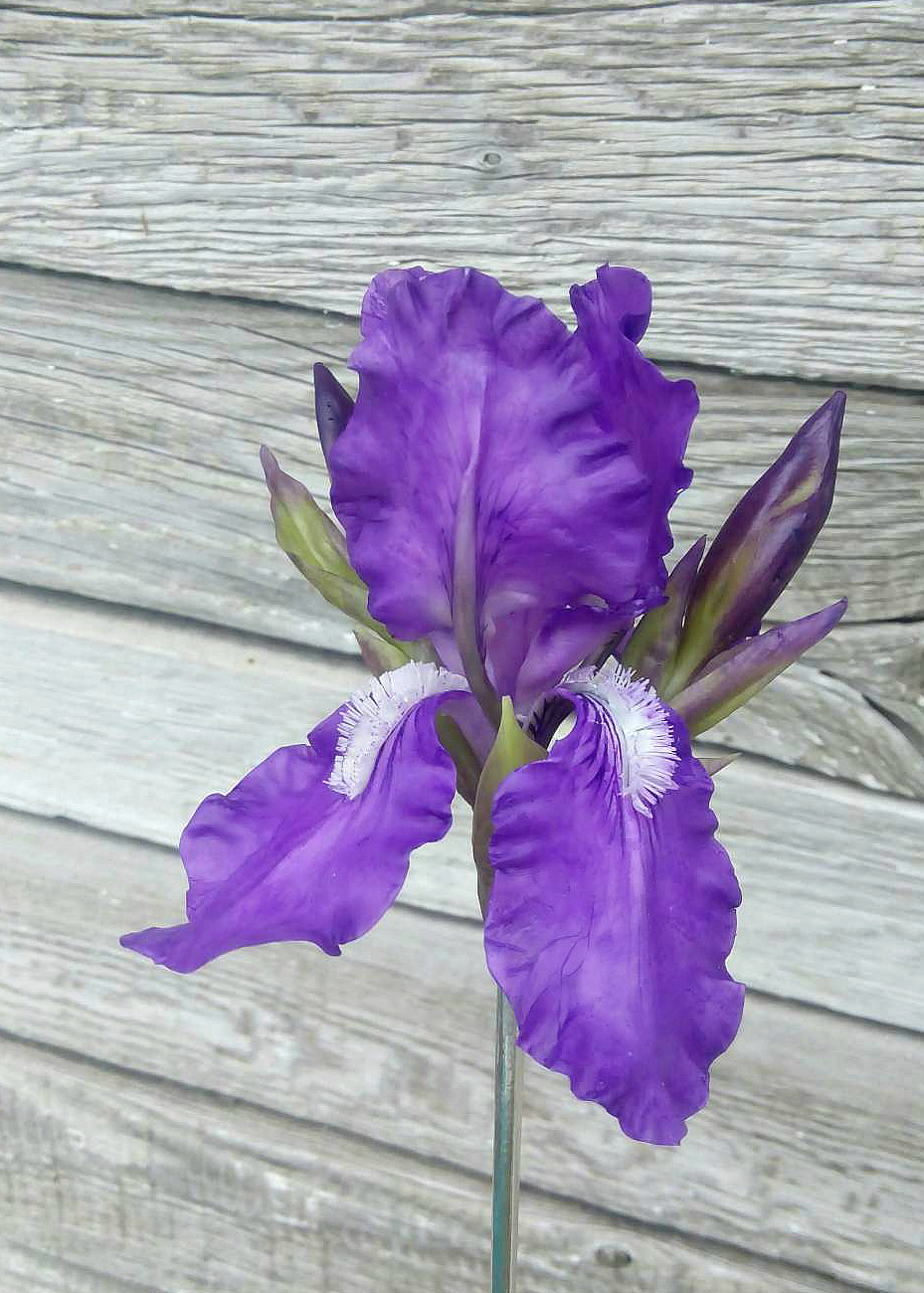 Hairpin with iris flower - My, Polymer clay, Cold porcelain, Decoration, Flowers, Irises, Needlework without process, Longpost