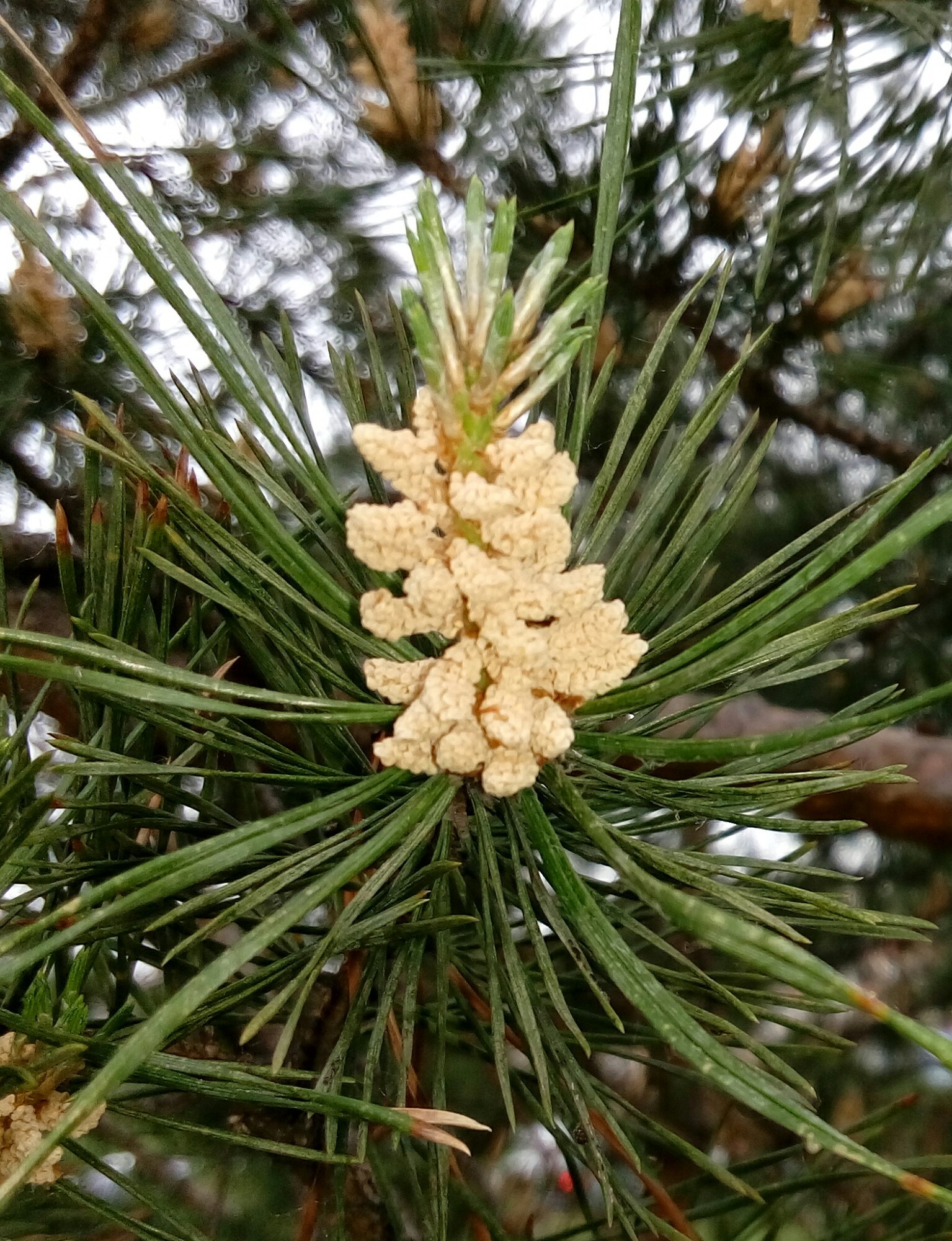 pine color - My, Pine, Color