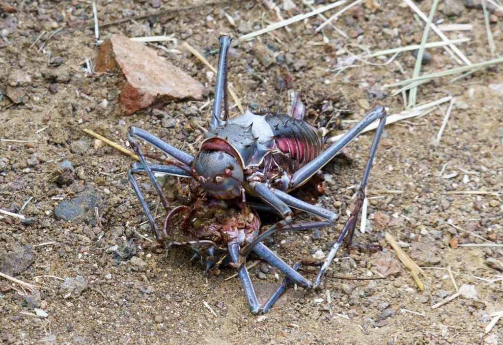 Cannibalism - Insects, Cannibalism, wildlife