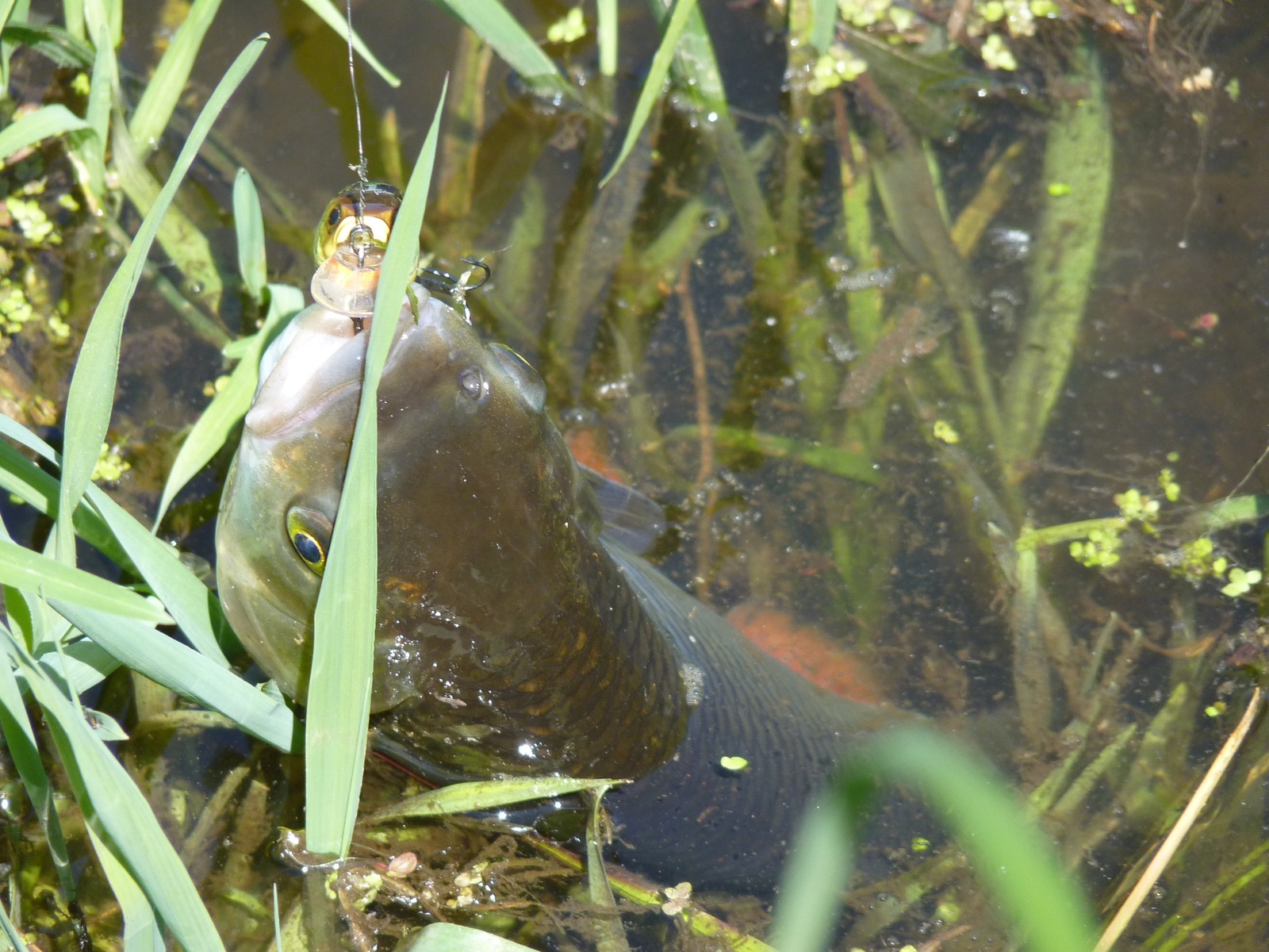 Handsome chub. - My, Fishing, Relaxation, Spinning, Chub, Nature, A fish