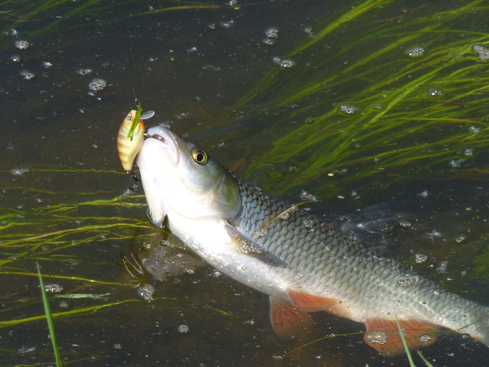 Handsome chub. - My, Fishing, Relaxation, Spinning, Chub, Nature, A fish