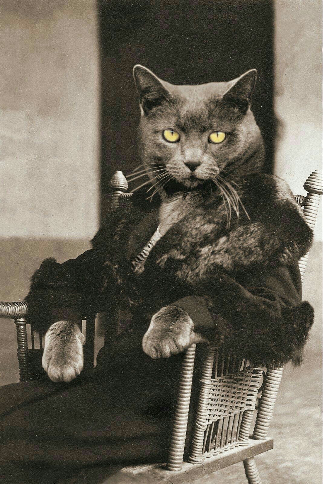 Retro cats - Cats are like people, Not photoshop, The photo, Longpost, cat