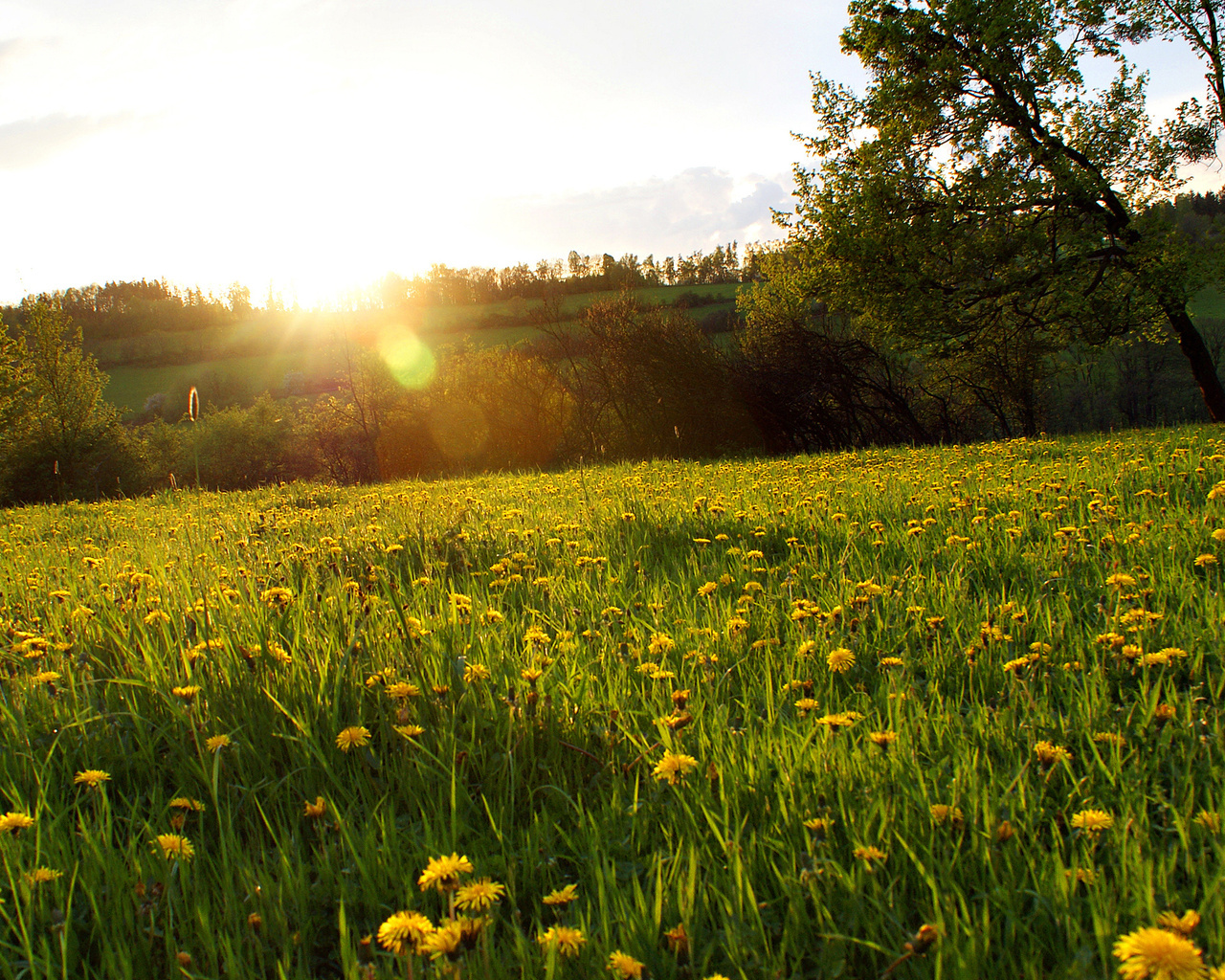 The morning was quiet - Summer, Dandelion wine