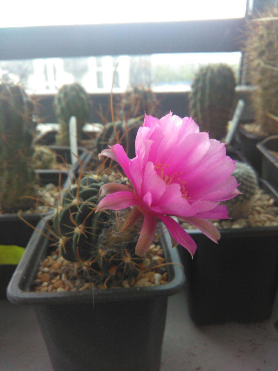 Cactus bloomed - My, Cactus, bloomed, , Longpost