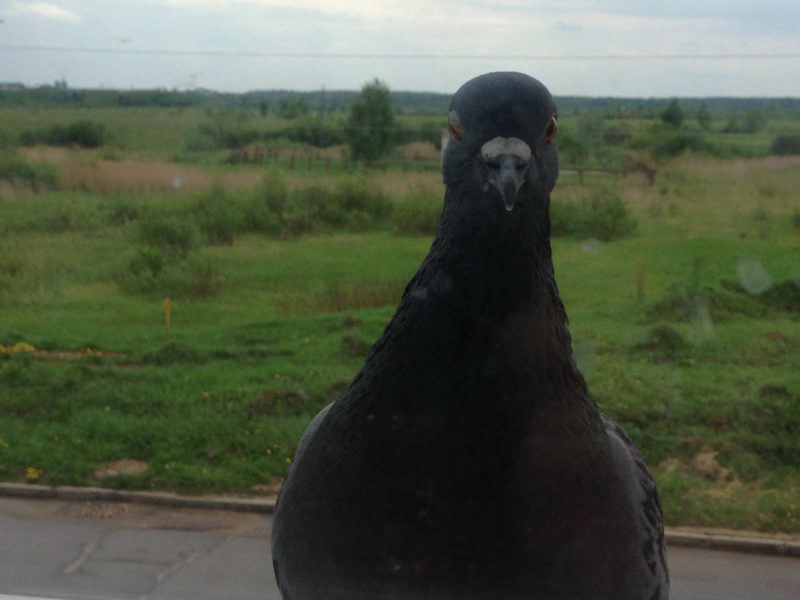 Pigeon Valera - My, Pigeon, Date, , , Syrniki, Longpost