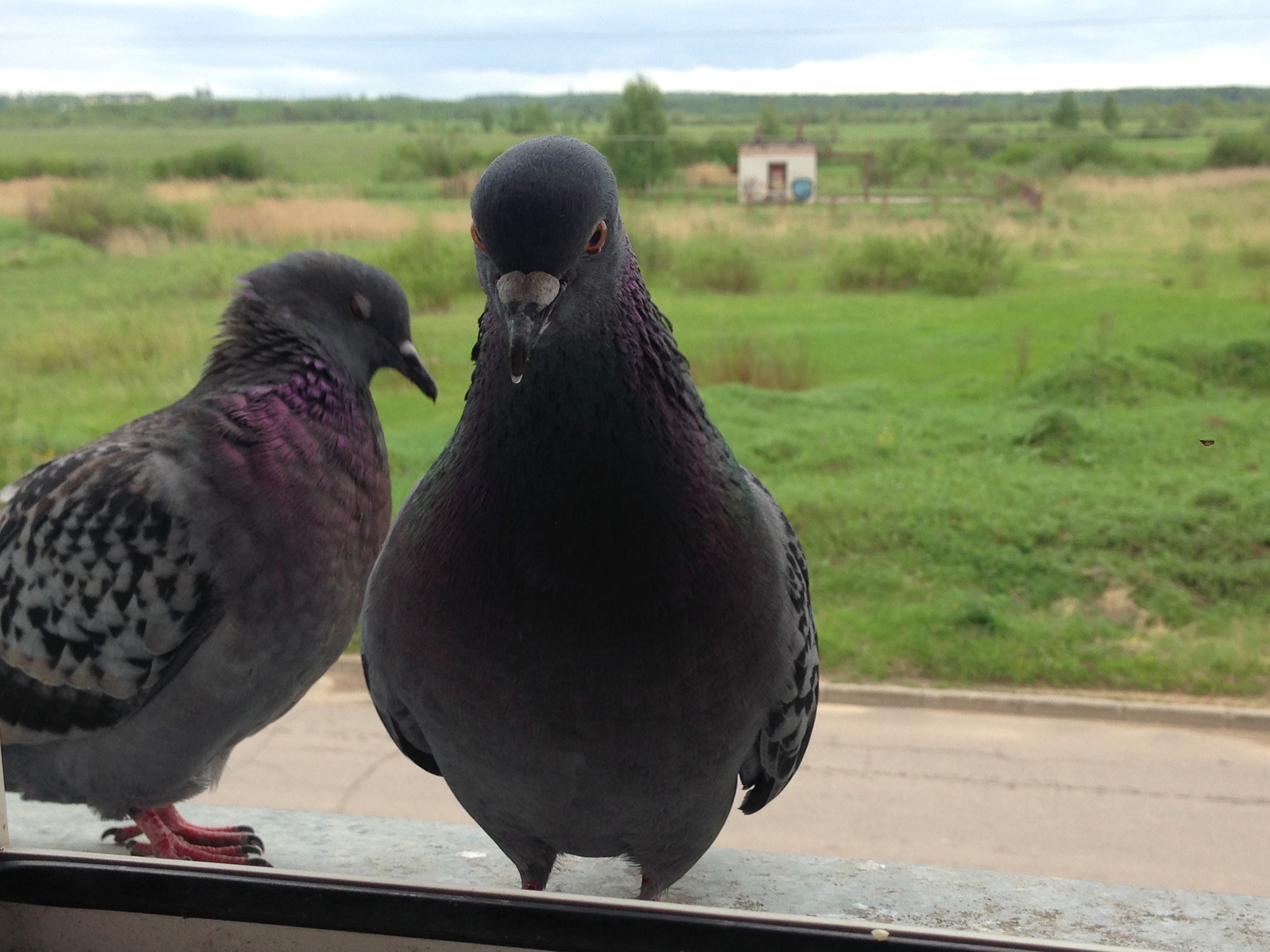 Pigeon Valera - My, Pigeon, Date, , , Syrniki, Longpost