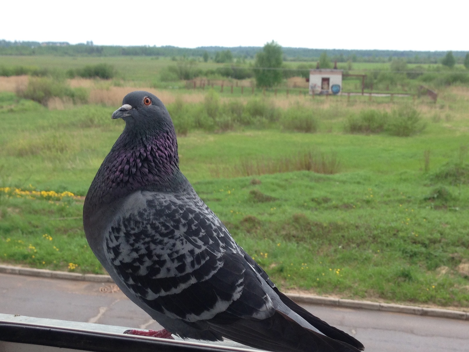 Pigeon Valera - My, Pigeon, Date, , , Syrniki, Longpost