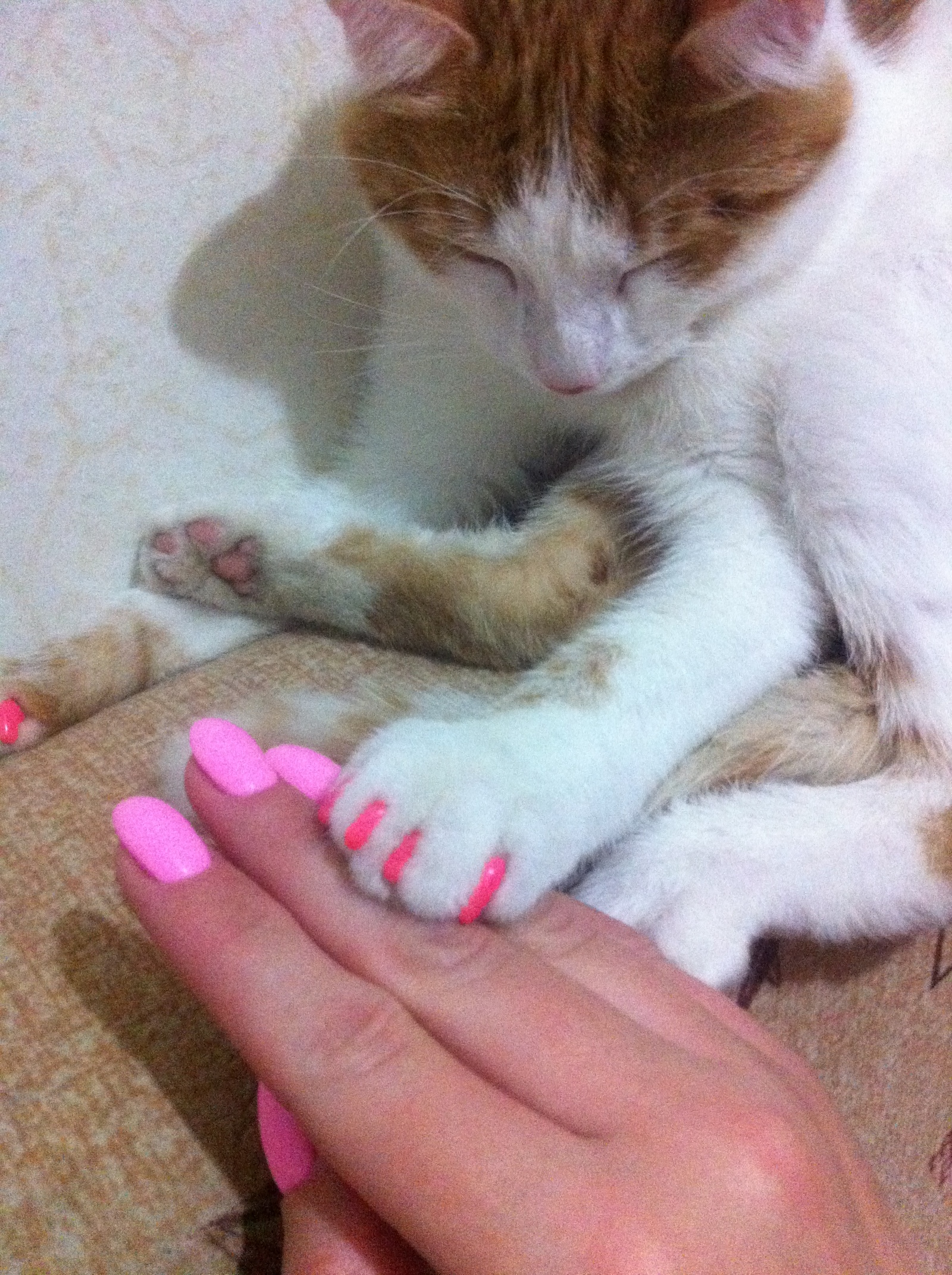 Кот на ногтях