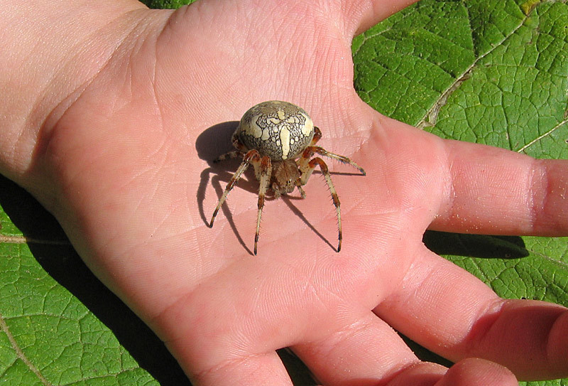 Summer! - Arthropods, Summer, Village, Longpost