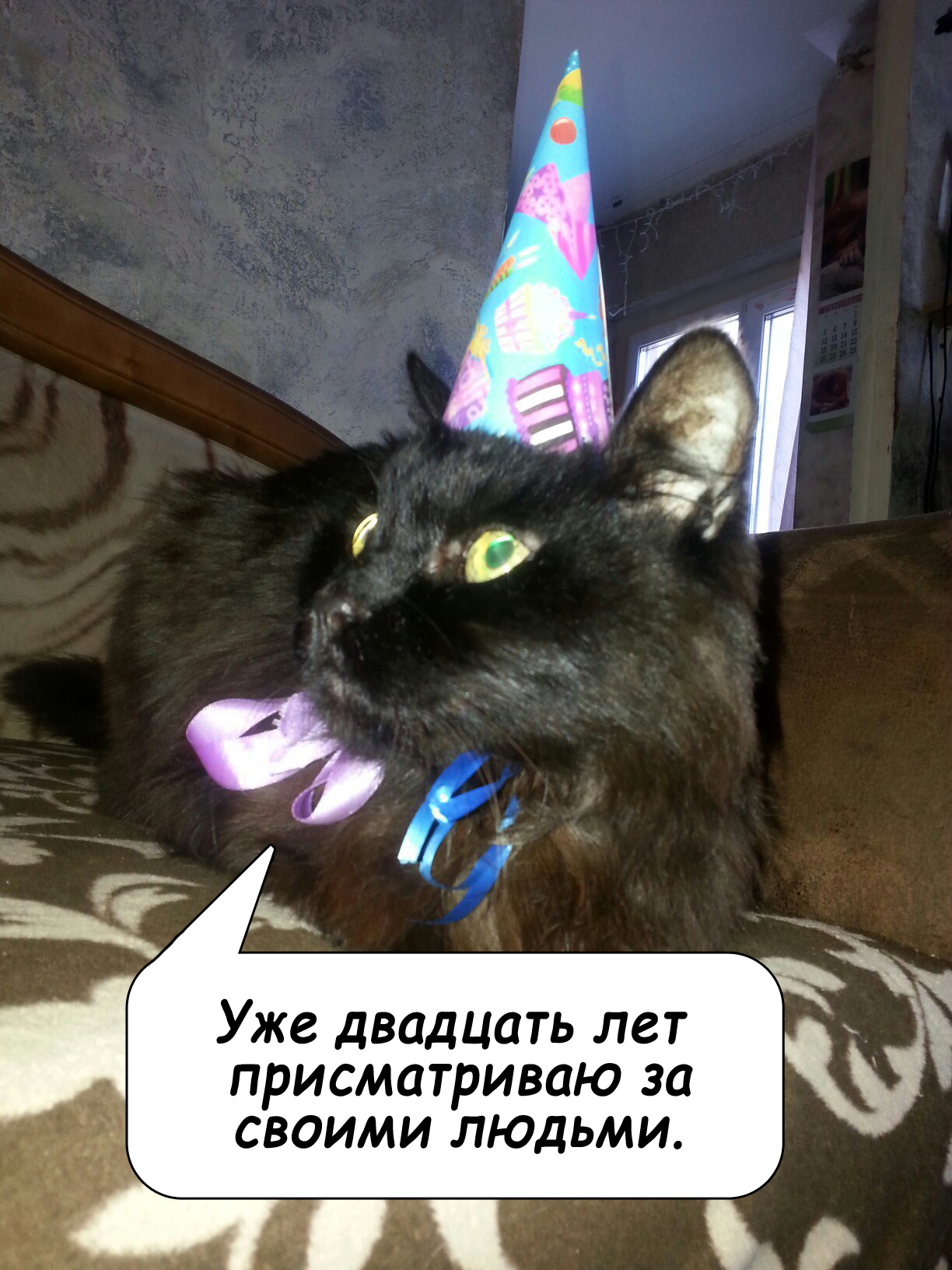 20th anniversary - My, cat, Anniversary, Age, Birthday, Sausage