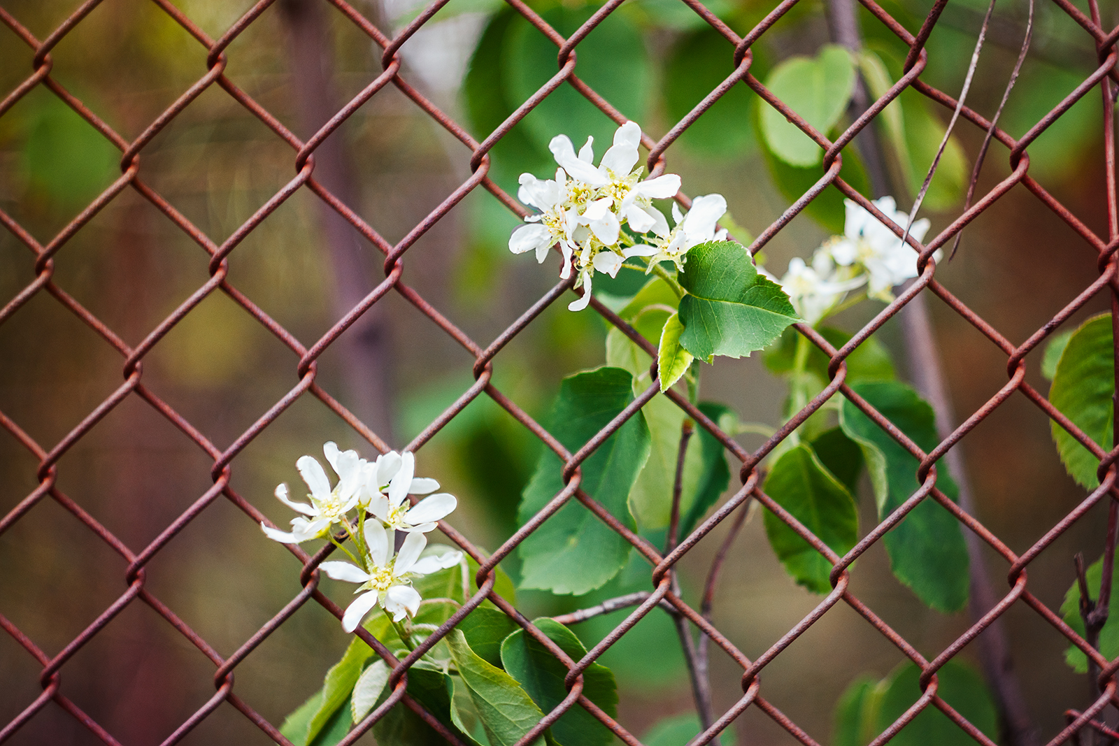 Need photo help - My, The photo, Nature, Ants, Helios 44m, Helios, Longpost, Helios 44m