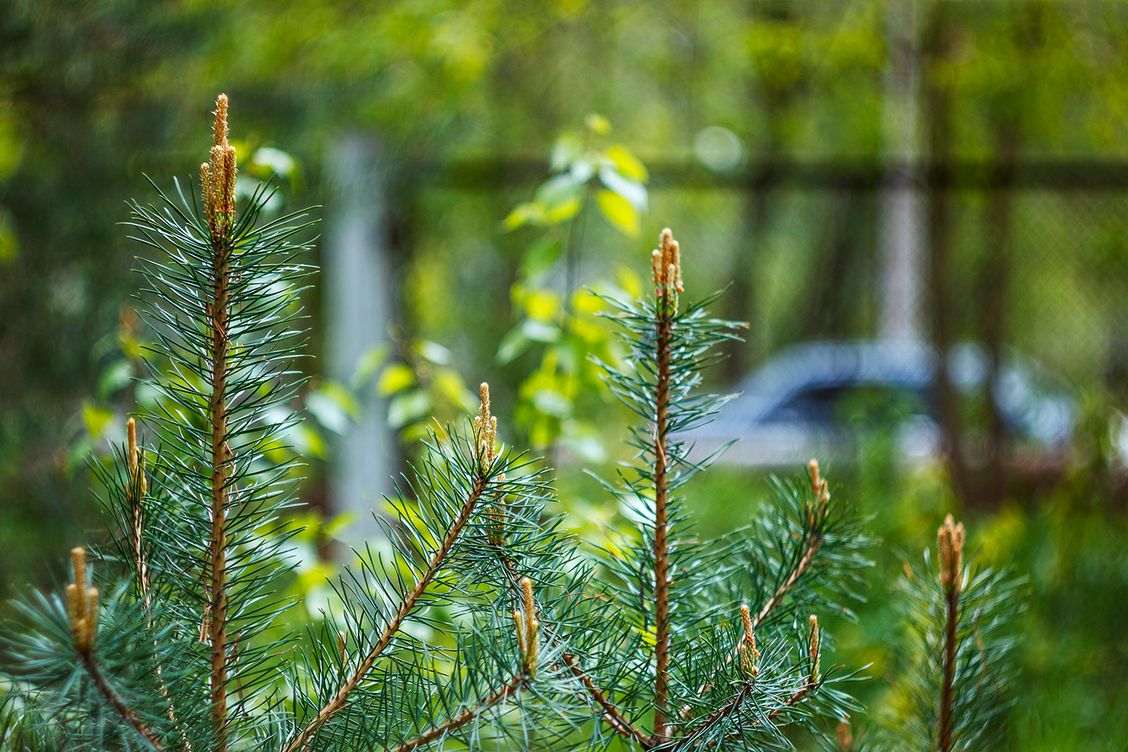 Need photo help - My, The photo, Nature, Ants, Helios 44m, Helios, Longpost, Helios 44m