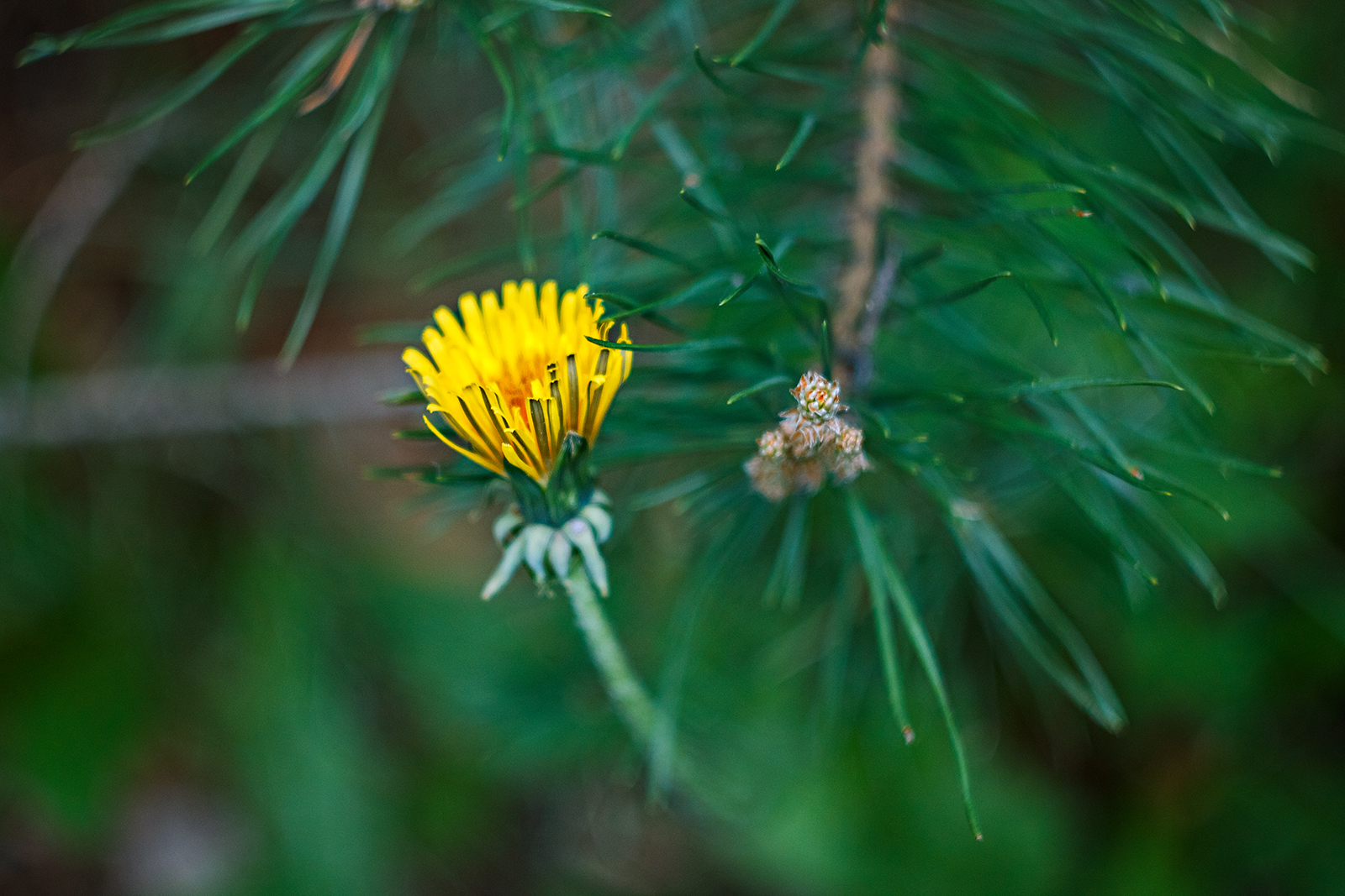 Need photo help - My, The photo, Nature, Ants, Helios 44m, Helios, Longpost, Helios 44m