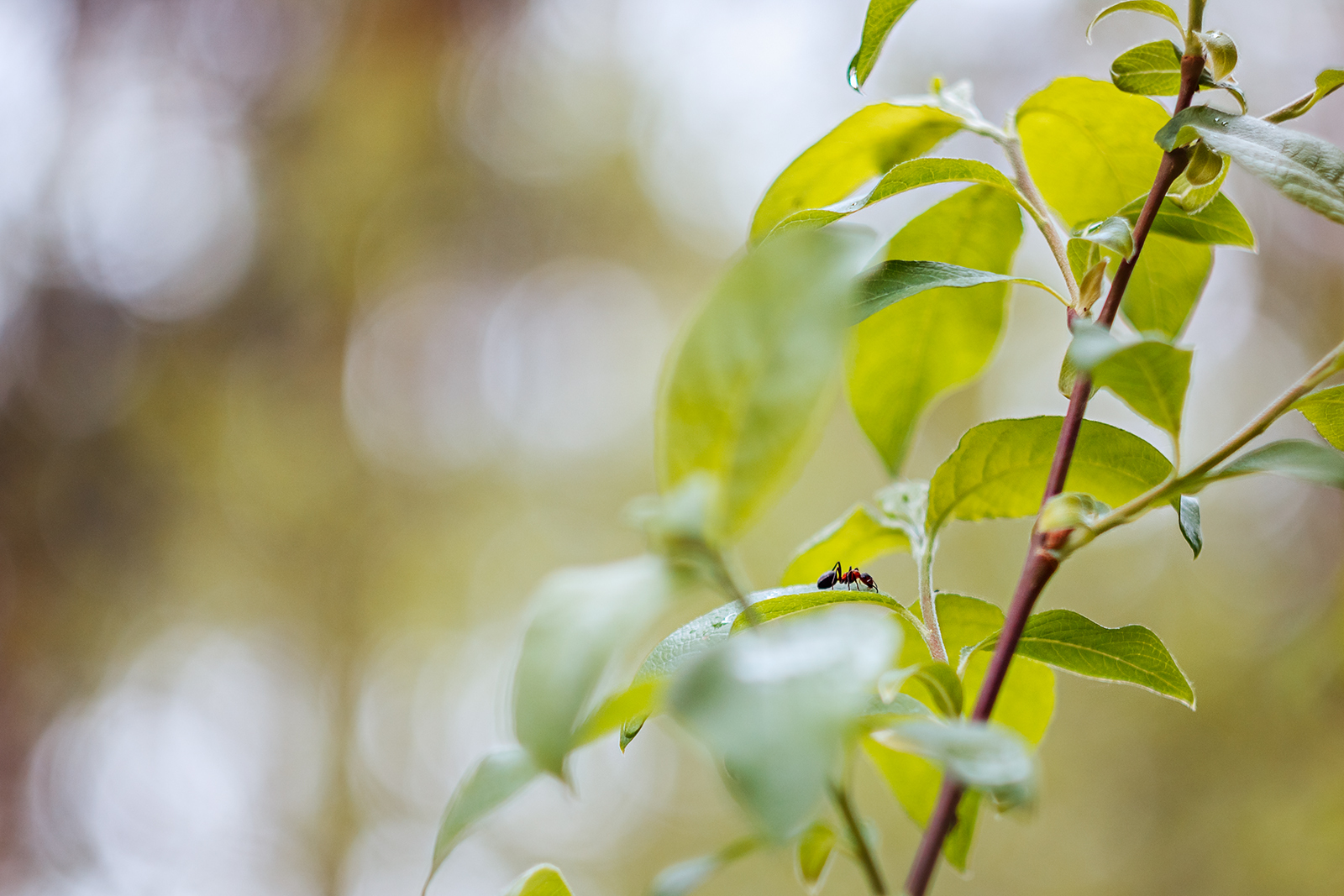 Need photo help - My, The photo, Nature, Ants, Helios 44m, Helios, Longpost, Helios 44m