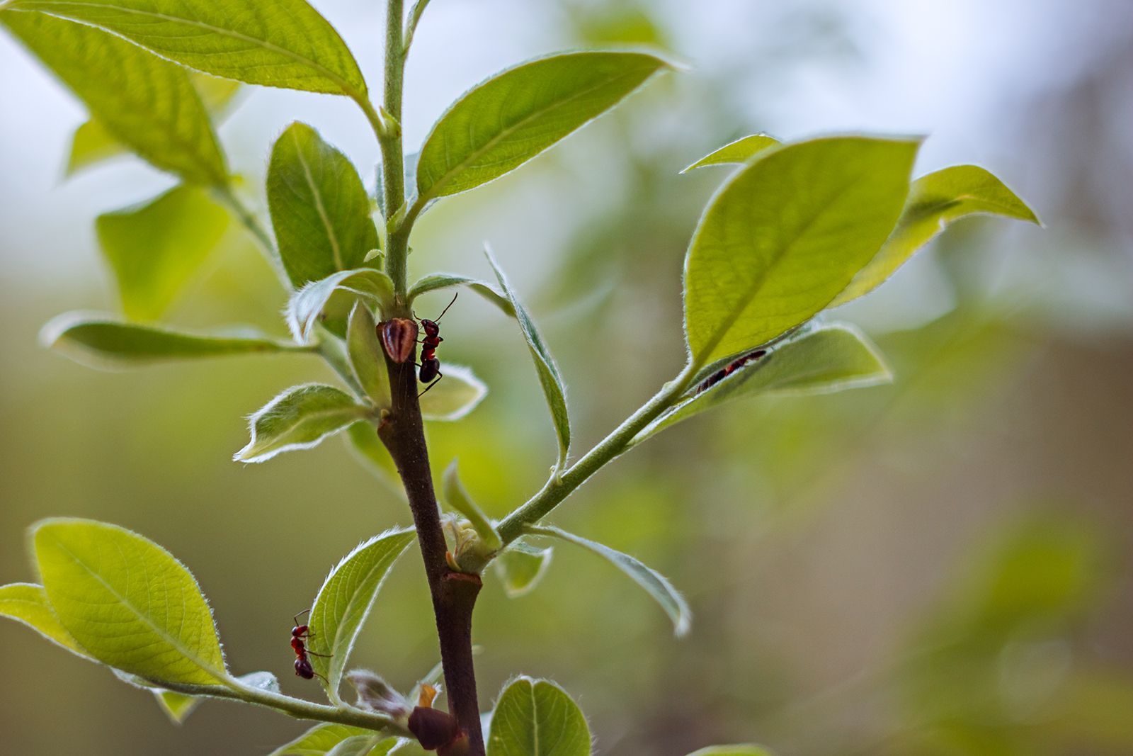 Need photo help - My, The photo, Nature, Ants, Helios 44m, Helios, Longpost, Helios 44m