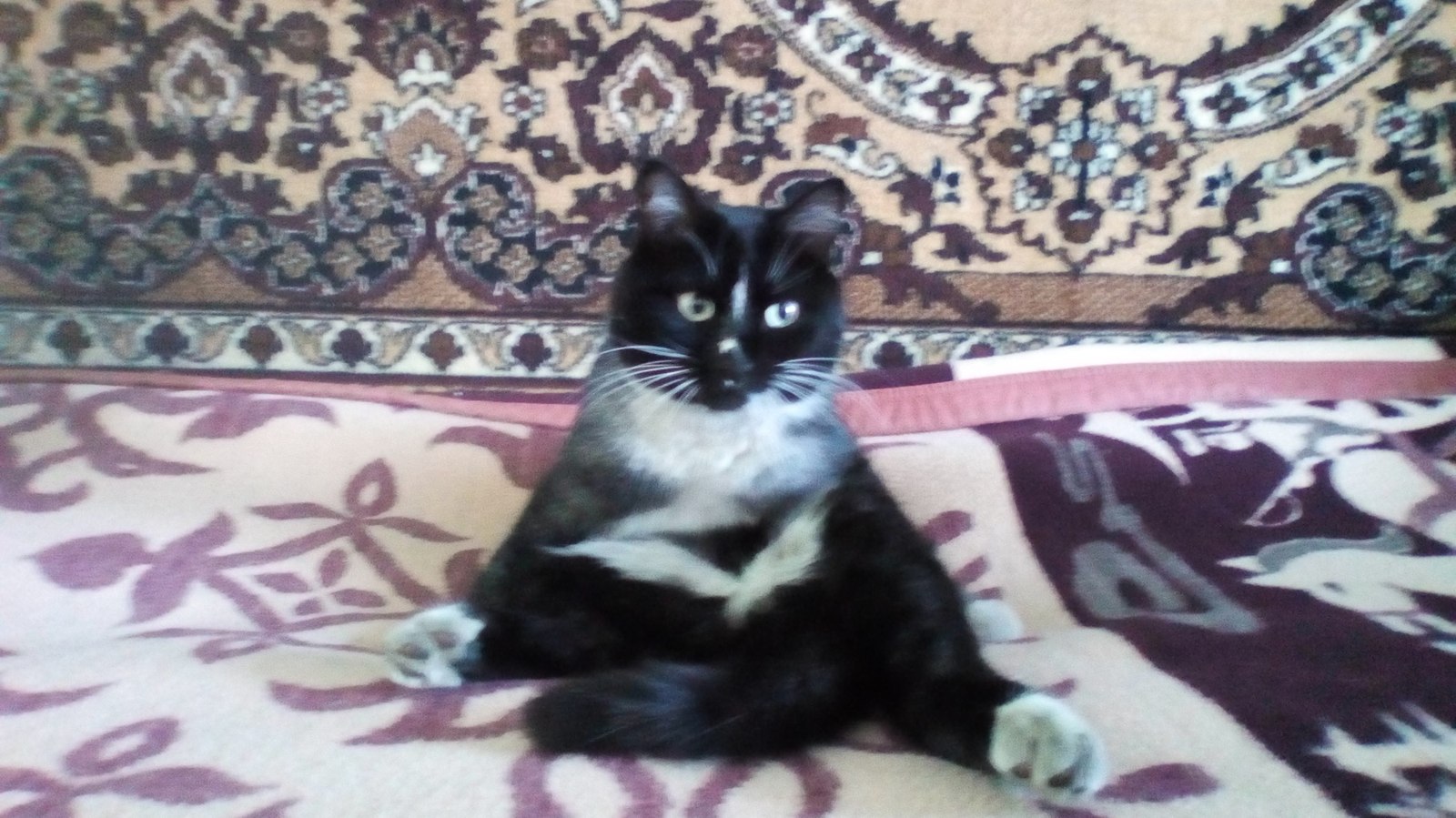 I will also upload my cat, and even against the background of the carpet ... - My, cat, Carpet