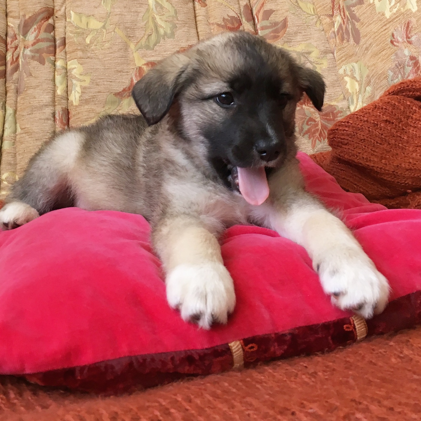 Uma and Coconut from the Moscow dump - My, Puppies, In good hands, Dog, Cur, Looking for a home, Dog, Moscow, Longpost