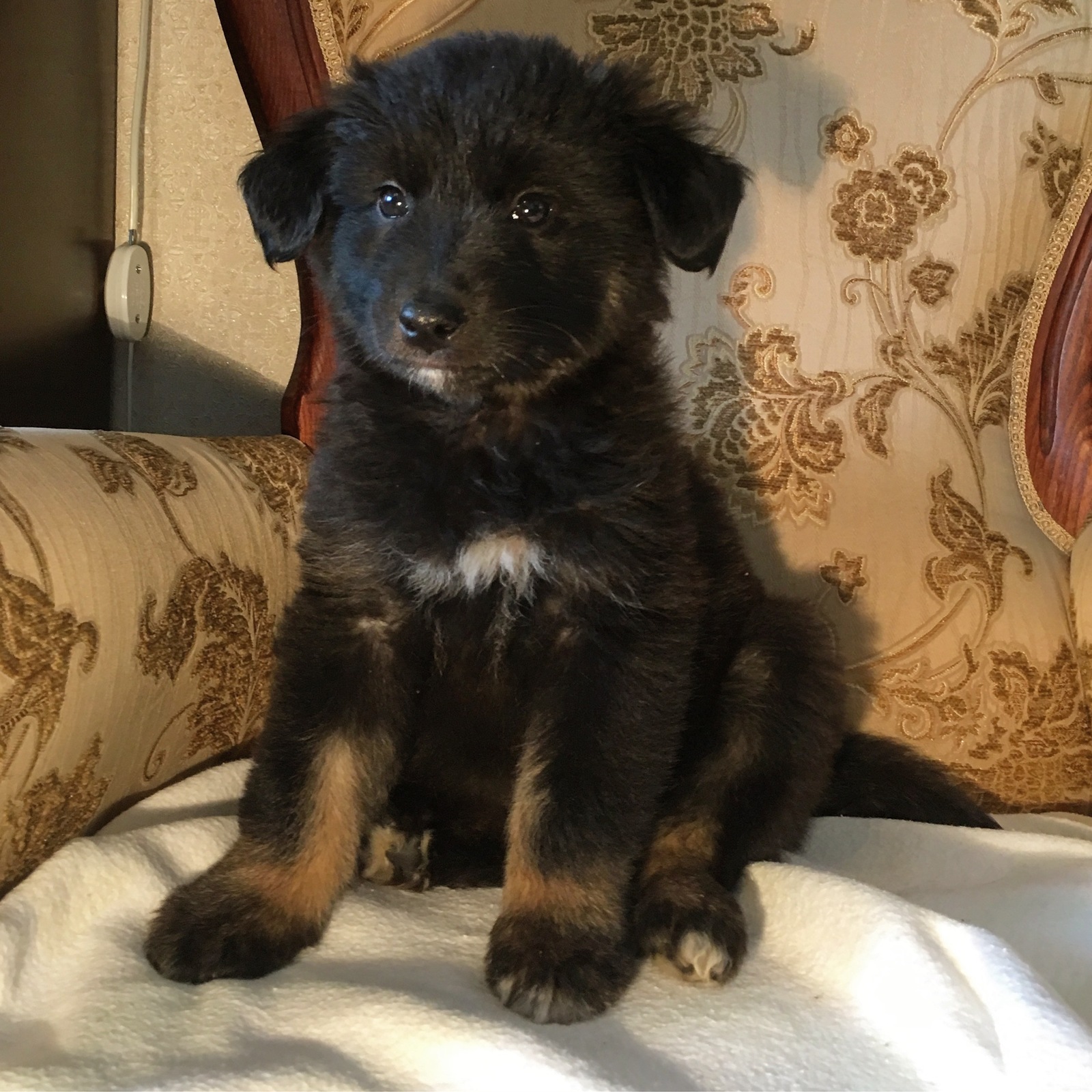 Uma and Coconut from the Moscow dump - My, Puppies, In good hands, Dog, Cur, Looking for a home, Dog, Moscow, Longpost