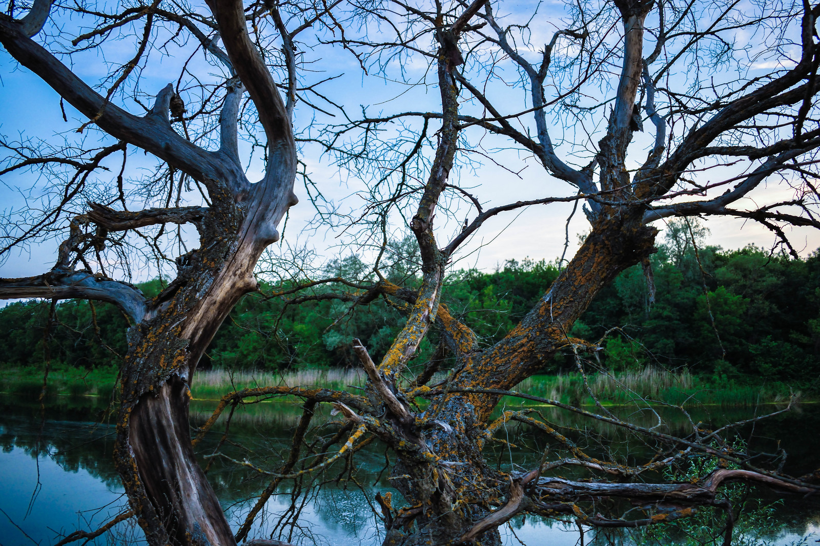 Beauty in the ordinary - My, Nature, Tree, Voronezh region, beauty, My