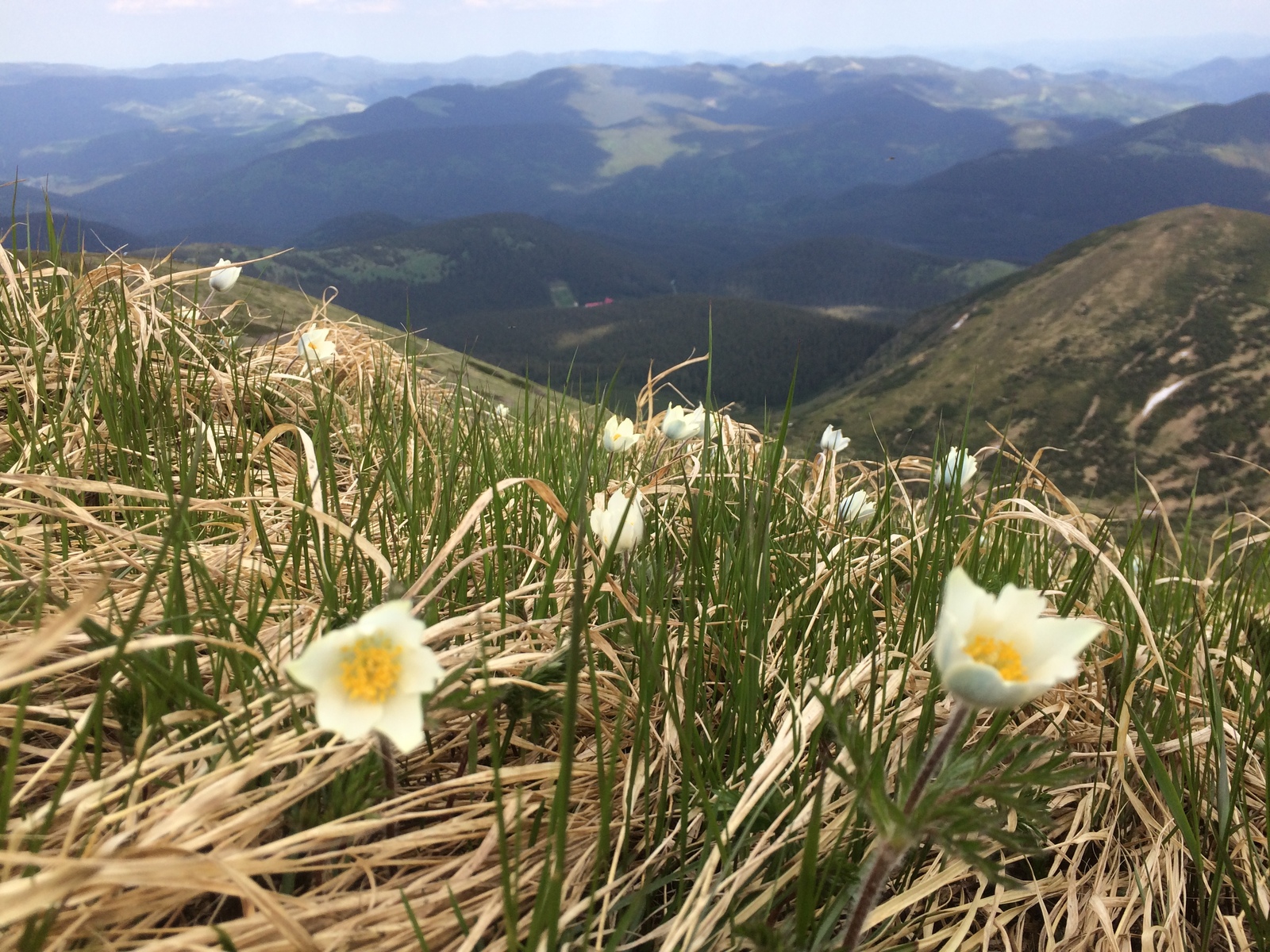 Carpathians - My, The mountains, beauty of nature, Flowers, wildlife