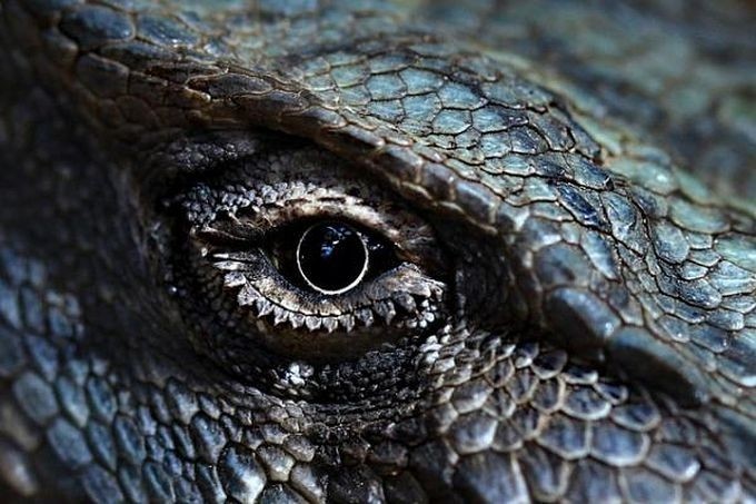 Eyes of reptiles and amphibians. - The photo, Eyes, Reptiles, Zanamiclub, Longpost